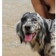 Laila, English Setter - Hündin