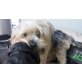 Laila, Yorkshire Terrier - Hündin