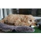 Lakeland-Terrier - Rüde