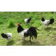 Lakenfelder Huhn - weiblich