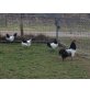 Lakenfelder Huhn - weiblich