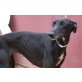Lala, Galgo Español - Hündin