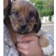 Lala, Lulu,Lili,, zauberhafte Dackelmix-Mädchen Welpen - Hündin