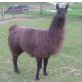 Lama - männlich