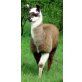 Lama - männlich