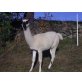 Lama - männlich