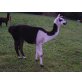 Lama - männlich
