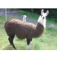 Lama - weiblich