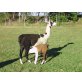 Lama - weiblich
