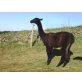 Lama - weiblich