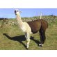 Lama - weiblich