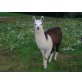 Lama - weiblich