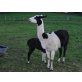 Lama - weiblich