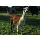 Lama - weiblich