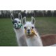 Lama - weiblich