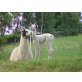 Lamas - weiblich