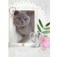 Lamberto, Julina, Marie Therese, Britisch Kurzhaarkatze - Kater