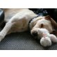 Lambis, auf Ps in Baden Württemberg, Labrador Retriever - Rüde