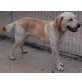 Lambis, möchte zurück in eine Familie, Labrador Retriever  - Rüde