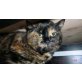 Lana (6 J.), sucht dringend Zuhause o. Pflegestelle! - Katze