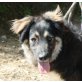 Lana, Collie Australian Shepherd Mix - Hündin