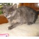 Lana, Kartäuser - Katze
