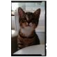 Lana, ? - Katze