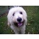 Lana, Tibet Terrier-Bichon Mix Mädchen - Hündin