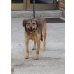 Lana, fröhliche Hundedame - Hündin
