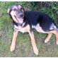Lana - süße Maus, 4 Mon, Schaefi - Berner Sennen Mix Welpen - Hündin