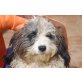 Lance, gesellig und verträglich - Rüde