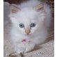 Lancelot - Frohnatur sucht liebe Menschen, kleiner tapferer Kämpfer - Kater
