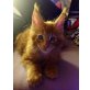 Landrys G-Wurf, Maine Coon - Kater