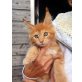 Landrys G Wurf, Maine Coon - Kater