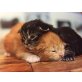 Landrys Maine Coon Kitten, Maine Coon - Katze