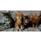 Landrys Maine Coon, Maine Coon - Kater