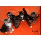 Landrys Maine Coon, Maine Coon - Katze