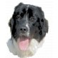 Landseer Welpen - Hündin