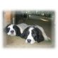 Landseer Welpen - Hündin