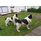 Landseer Welpen - Hündin