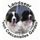 Landseer Welpen - Rüde