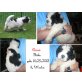 Landseer Welpen - Rüde