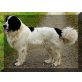 Landseer Welpen - Rüde