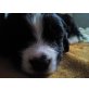 Landseer und Berner Sennenhund - Rüde