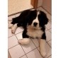 Landseer und Berner Sennenhund - Rüde