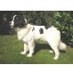 Landseer von Cascanielles Garden, Landseer Welpen - Rüde