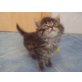 Lang u.Kurzhaar Katzenkinder! - Kater
