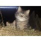 Langhaar-Einschlag graumeliert-getigert - Katze