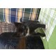 Langhaar Mischlinge - Katze