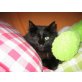 Langhaar-Mix - Kater